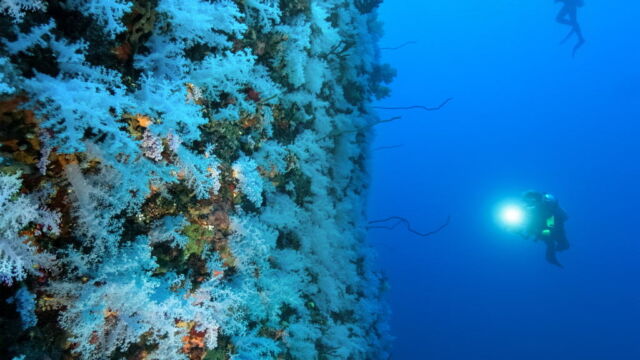 White wall scuba diving Paradise Taveuni White wall scuba diving Paradise Taveuni