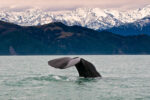 Winter Whales, Kaikoura Winter Whales, Kaikoura New Zealand