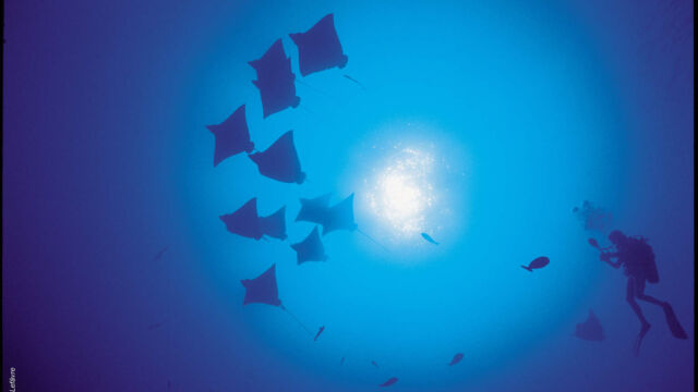 Diving in French Polynesia Diving in French Polynesia