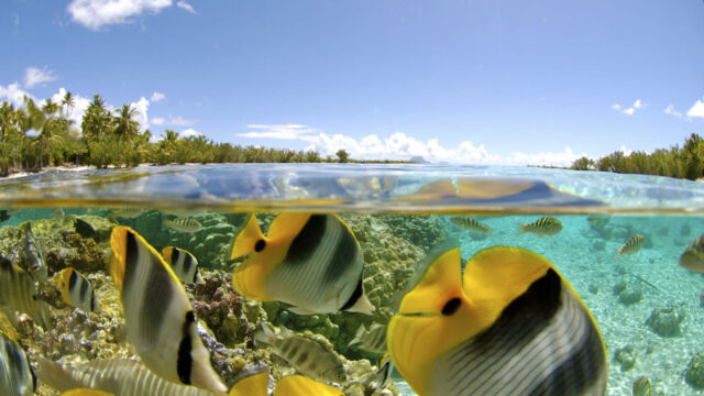 Underwater view of coral reef and fish at Le Taha'a Resort and Spa, French Polynesia