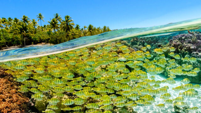 Coral reef with school of fish in the lagoon at Le Taha'a Resort in French Polynesia.