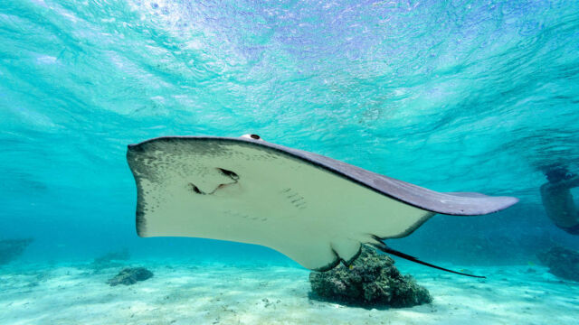 Ray in the reef at Le Taha'a Resort and Spa, French Polynesia.