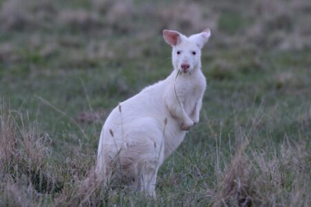 White Wallaroo Emirates One and Only Wolgan Valley Blue Mountains