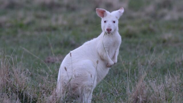 White Wallaroo Emirates One and Only Wolgan Valley Blue Mountains