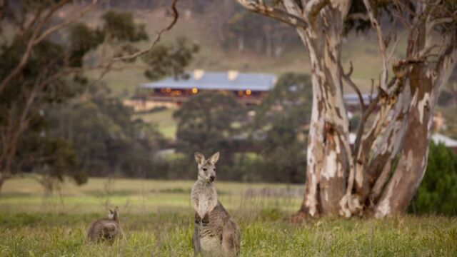 Wildlife Emirates One and Only Wolgan Valley Blue Mountains