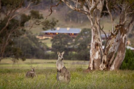 Wildlife Emirates One and Only Wolgan Valley Blue Mountains