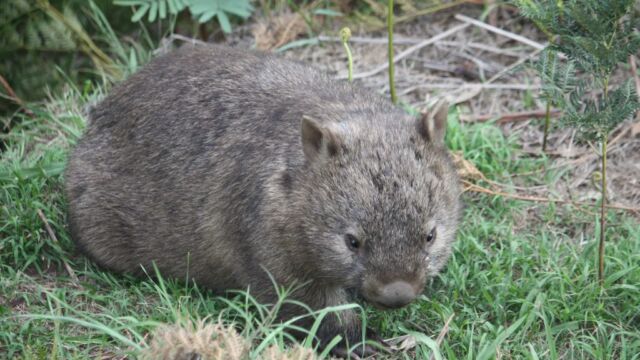 Wombat Emirates One and Only Wolgan Valley Blue Mountains