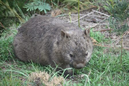 Wombat Emirates One and Only Wolgan Valley Blue Mountains