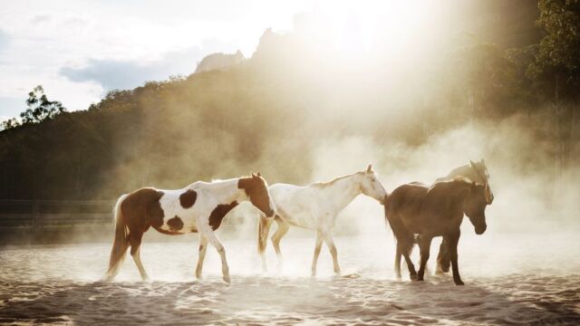 Wild Horses Emirates One and Only Wolgan Valley Blue Mountains
