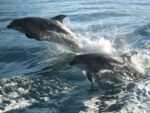 Bottlenose Dolphins Milford Sound