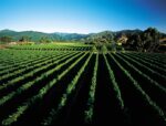 Marlborough vineyard