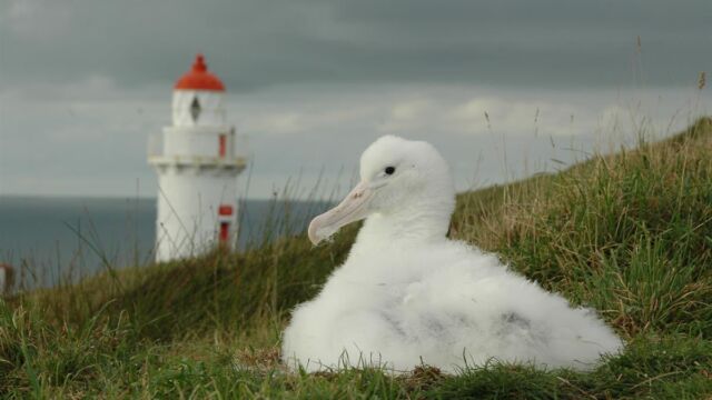 Albatross at Taiaroa Head with lighthouse in the background Otago Peninusla Albatross at Taiaroa Head with lighthouse in the background Otago Peninusla