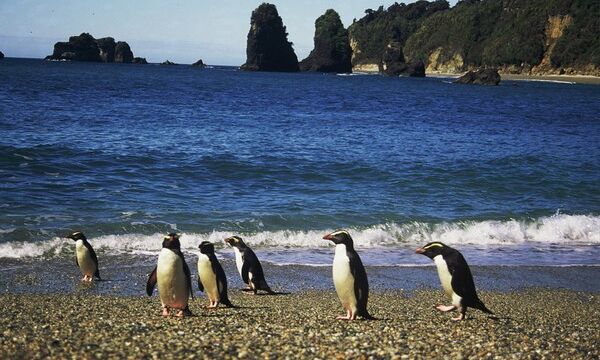 Penguins on beach Haast