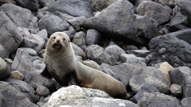 New Zealand fur seal, Otago Peninsula New Zealand fur seal, Otago Peninsula