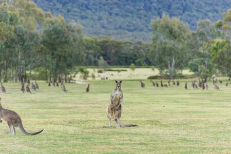 Halls Gap, Grampians National Park, Victoria Kangaroos
