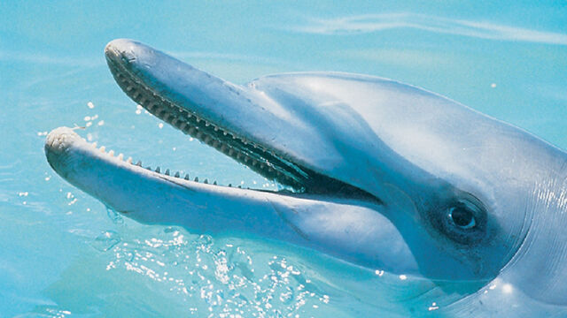 Monkey Mia Dolphin Resort Monkey Mia Dolphin Resort