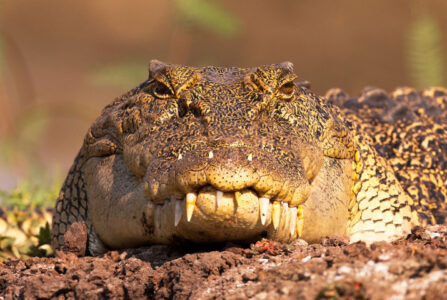 Crocodile Yellow Water Billabong Kakadu Australia
