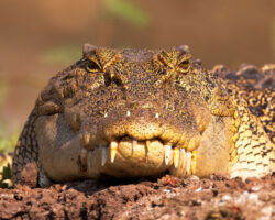 Crocodile Yellow Water Billabong Kakadu Australia