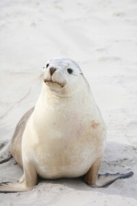 Seal