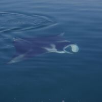 Manta Ray Cobourg Peninsula