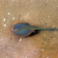 Spotted Ray Cobourg Peninsula