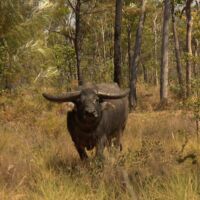 Buffalo Cobourg Peninsula