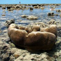 Low Tide Coral Cobourg Peninsula