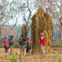 Arnhem Land Termite Nest Arnhem Land Termite Nest