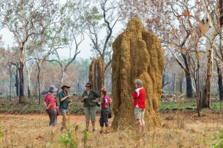 Arnhem Land Termite Nest Arnhem Land Termite Nest