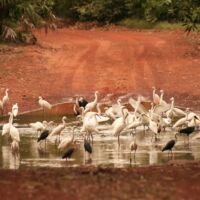 Creek Crossing Cobourg Peninsula