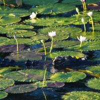 Crocodile Venture North Tour