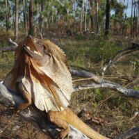 Kakadu Frill Neck Lizard