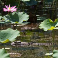 Corroboree Billabong Kakadu NP Australia
