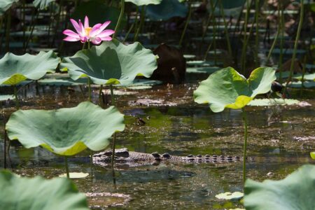 Corroboree Billabong Kakadu NP Australia