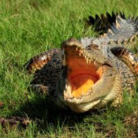 Corroboree Billabong Crocodile