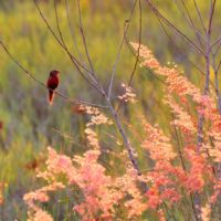 Crimson Finch Fogg Dam