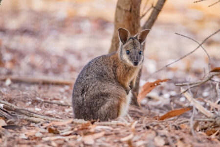 Tammar Wallaby