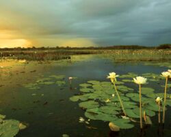 Lillies on Yellow Water Billabong Kakadu