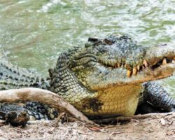 Crocodile Mary River