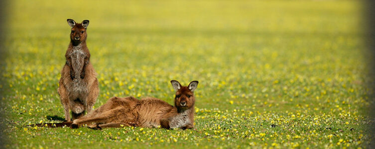Kangaroos