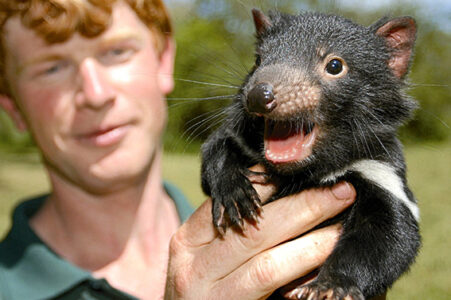 Tasmanian Devil Conservation Park