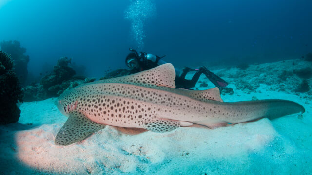 Leopard Shark