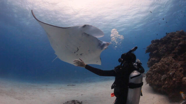 Diver and manta ray