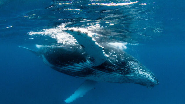 Humpback