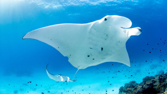 Manta Rays