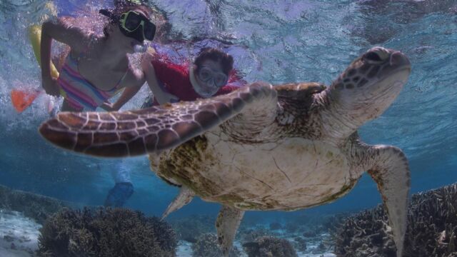 Snorkeler and turtle