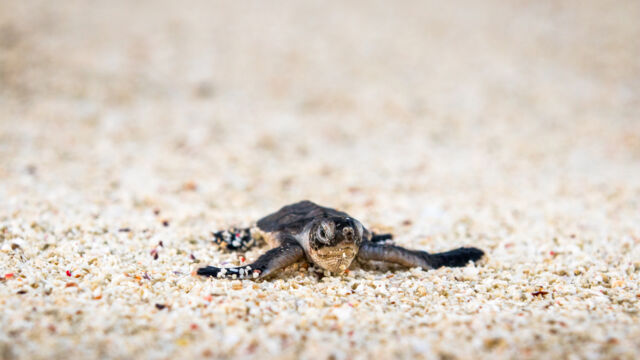 Turtle hatchling