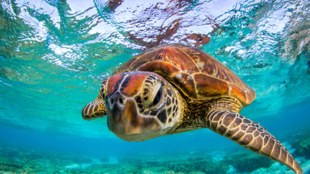 Turtle over reef
