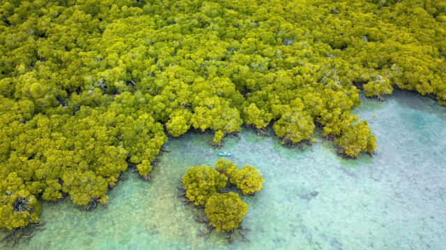 Kayaks in mangroves