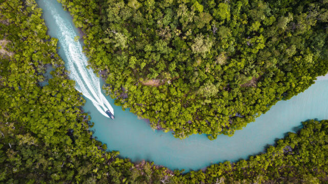 Cruising through mangroves